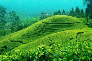 tea garden কাঠের ঘানীতে ভাঙ্গানো সরিষার তেল ৫ লিটার
